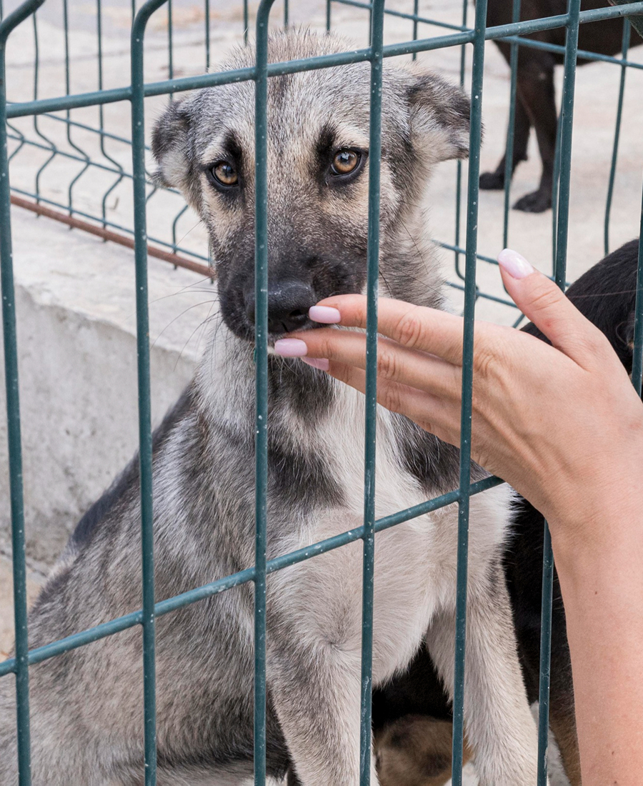 Gray dog behind cage bars gently touching a person's hand with painted nails.