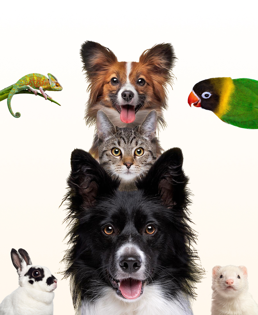 A diverse group of pets including three dogs, a cat, a chameleon, a rabbit, a ferret, and a green parrot.