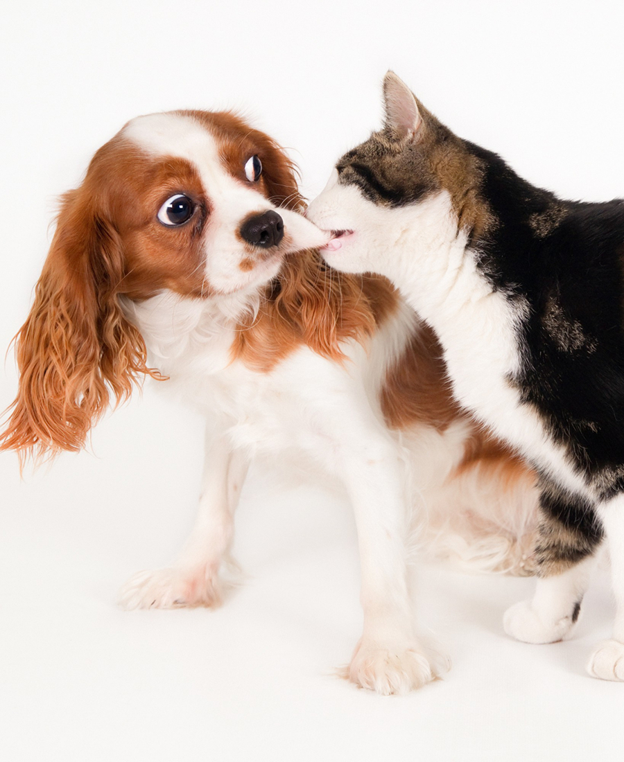 Cat licking the nose of a startled brown and white dog against a white background.
