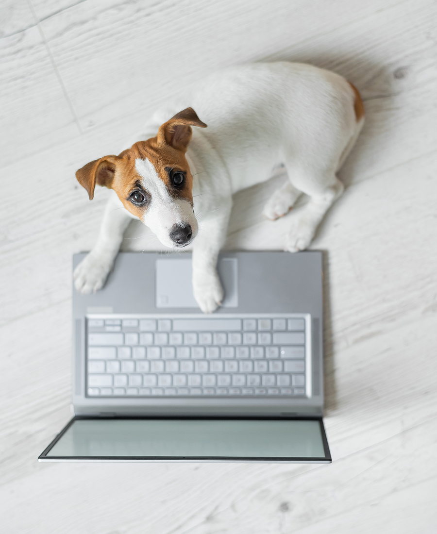 Small white and brown dog lying on the floor with paws on a laptop keyboard, looking up.