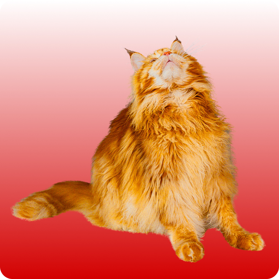 Fluffy orange tabby cat sitting and looking upwards on a red gradient background.