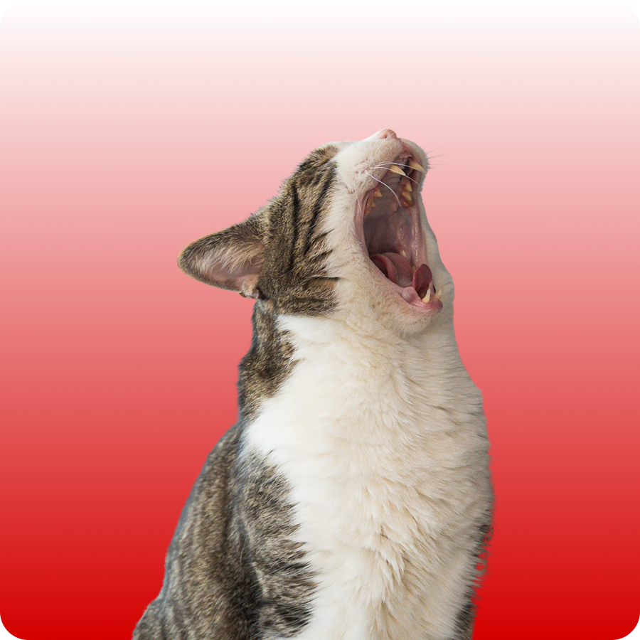 Gray and white cat yawning widely against a red gradient background.