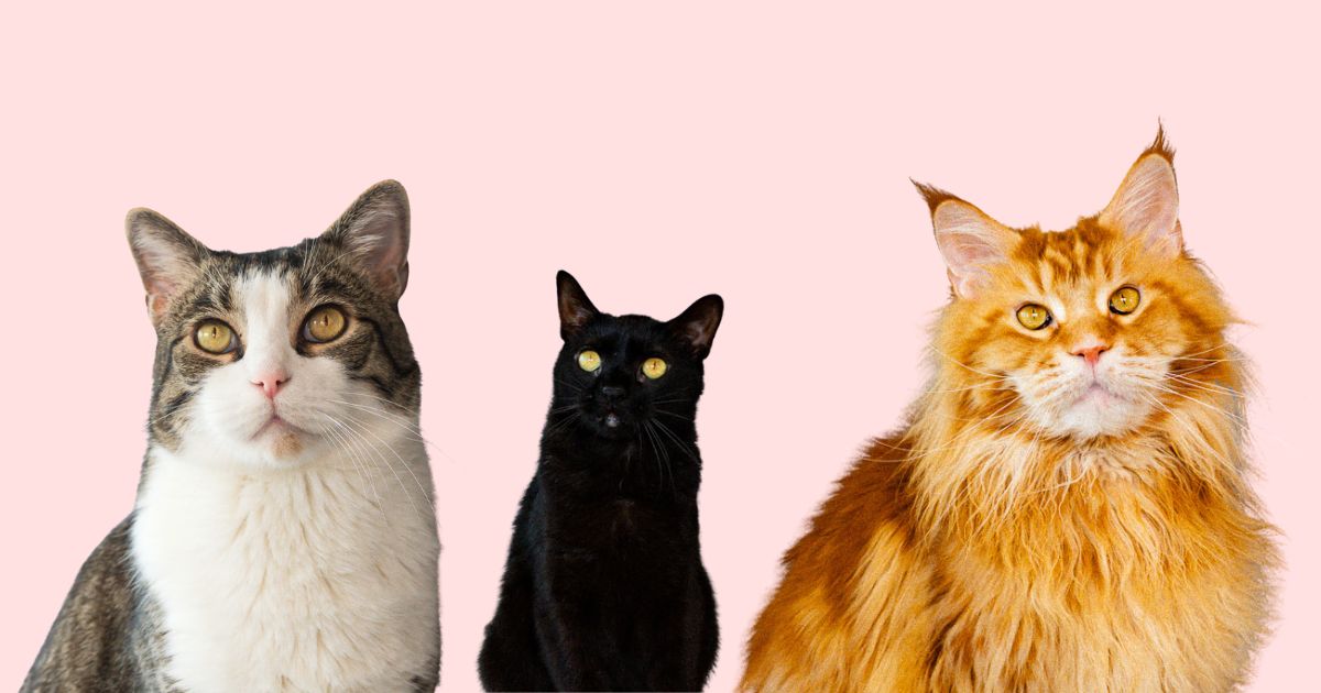 Three cats sitting side by side on a pink background: tabby, black, and fluffy orange.