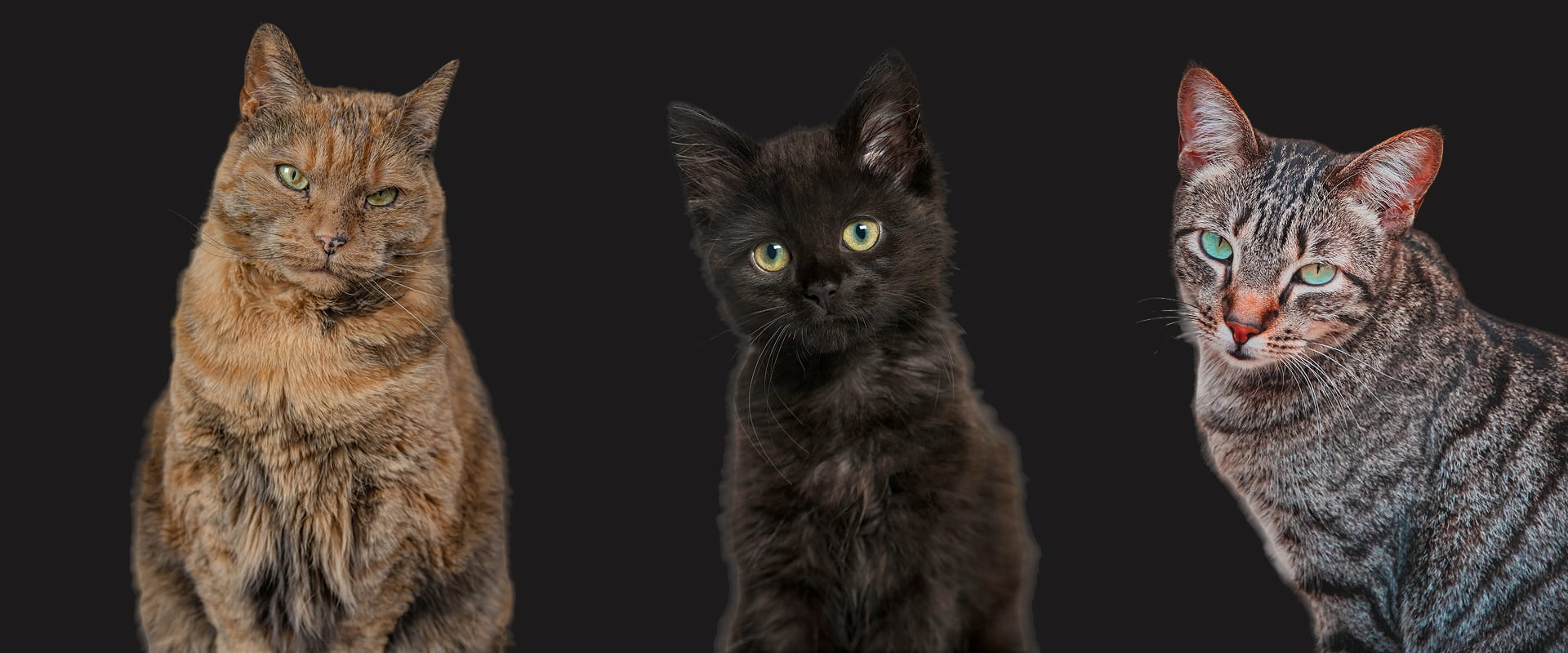 Three cats on black background: brown tabby, black fluffy kitten, and gray tabby with green eyes.