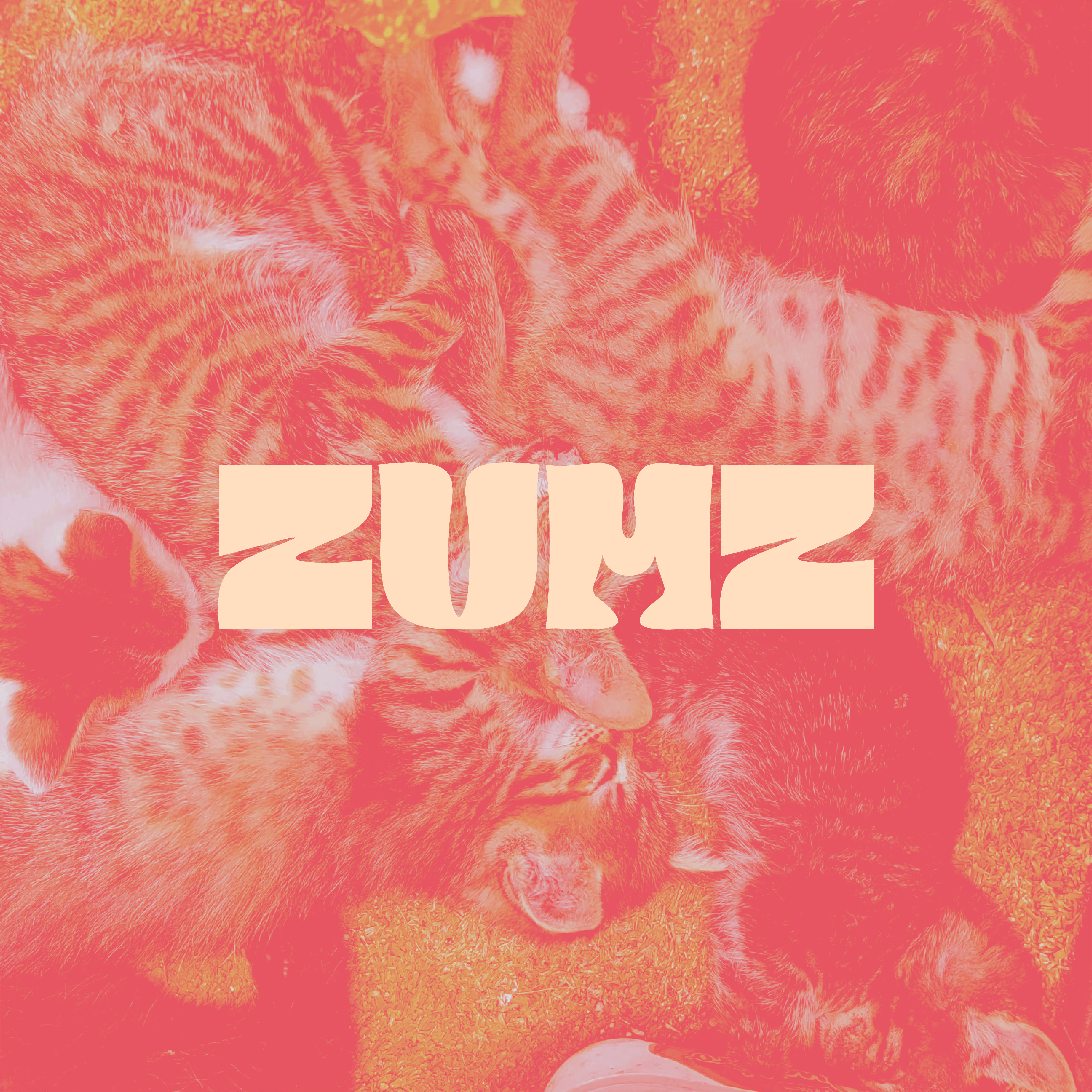Multiple tabby kittens sleeping closely together on a straw surface, overlaid with 'ZUMZ' text.