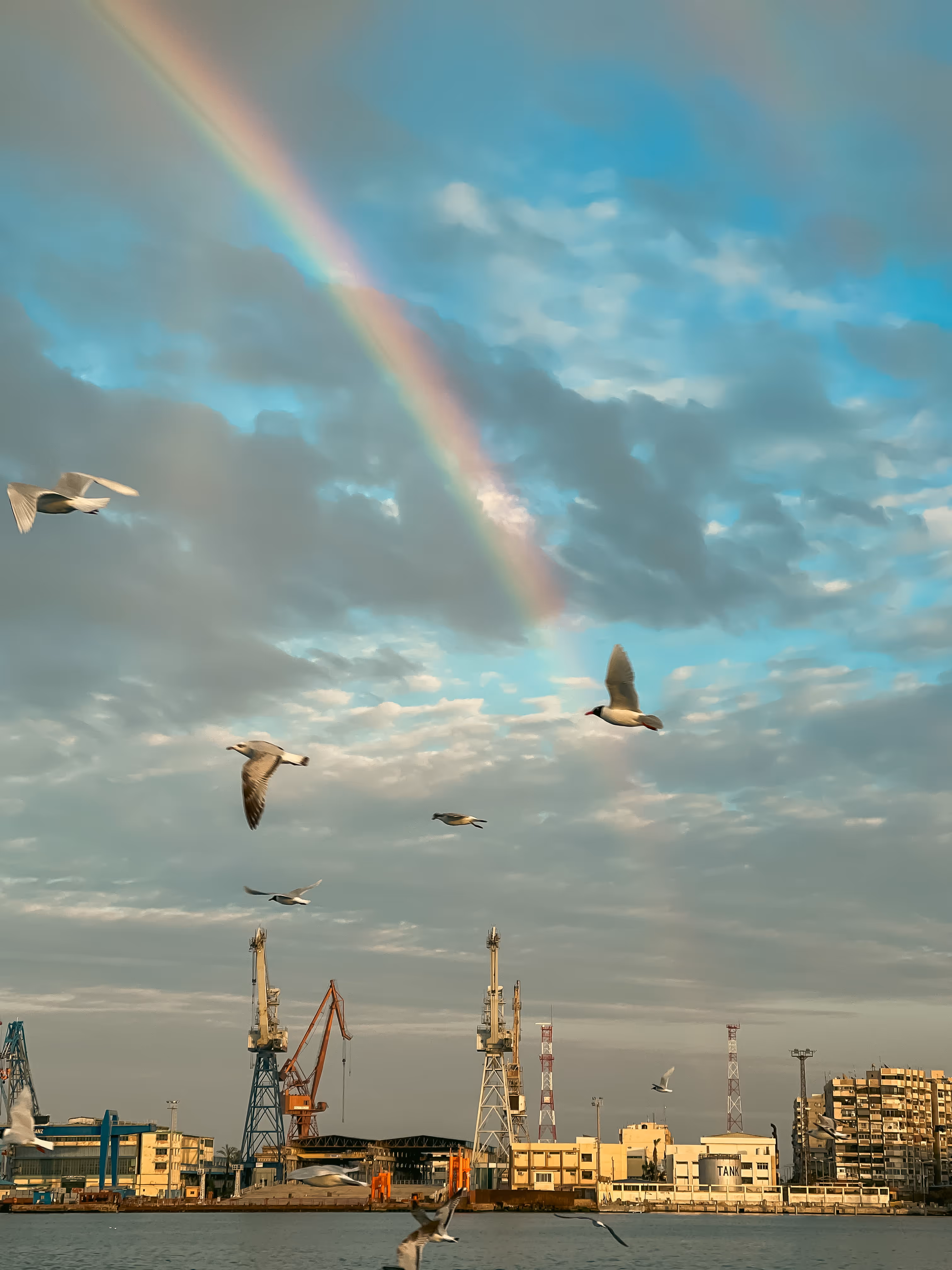 Seagulls flying over a harbor with cranes and buildings under a cloudy sky with a rainbow in Port Said.
