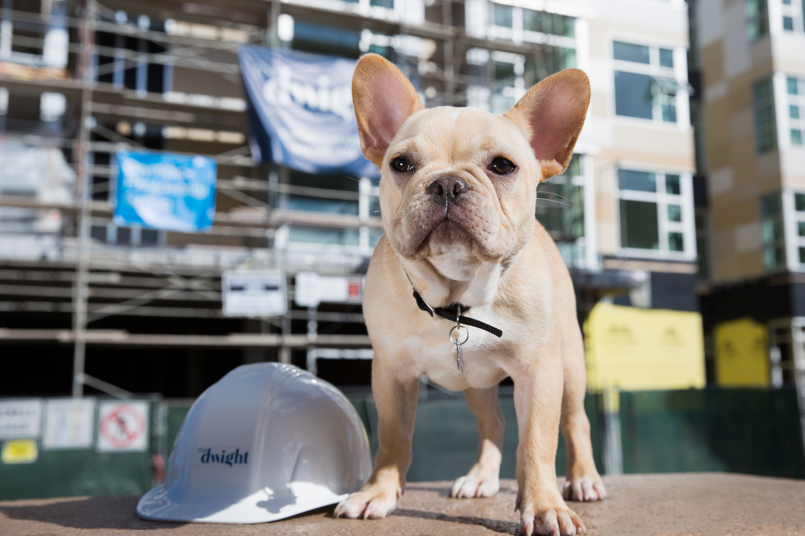 Dog dressed as construction worker 