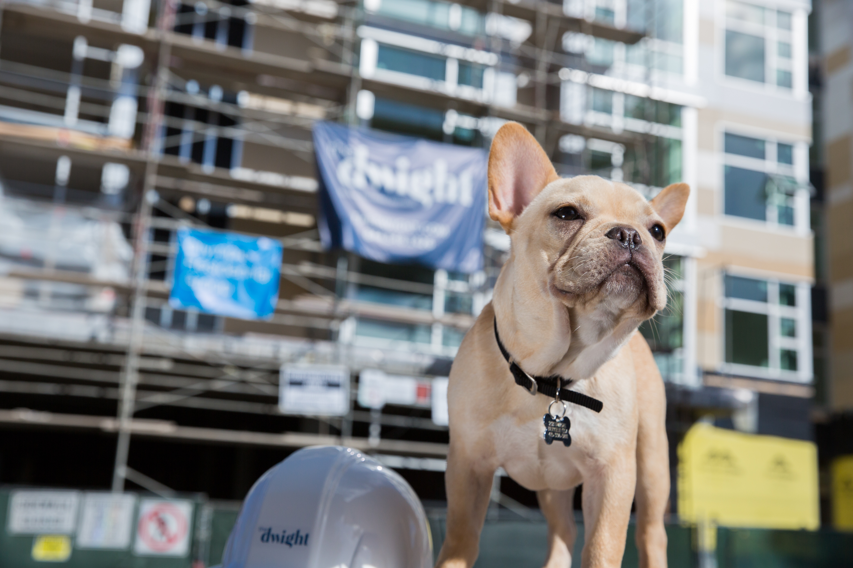 Dog dressed as construction worker 