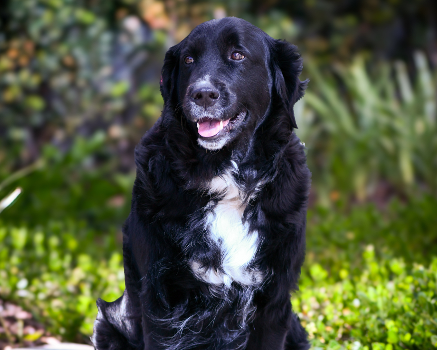 Olive the dog