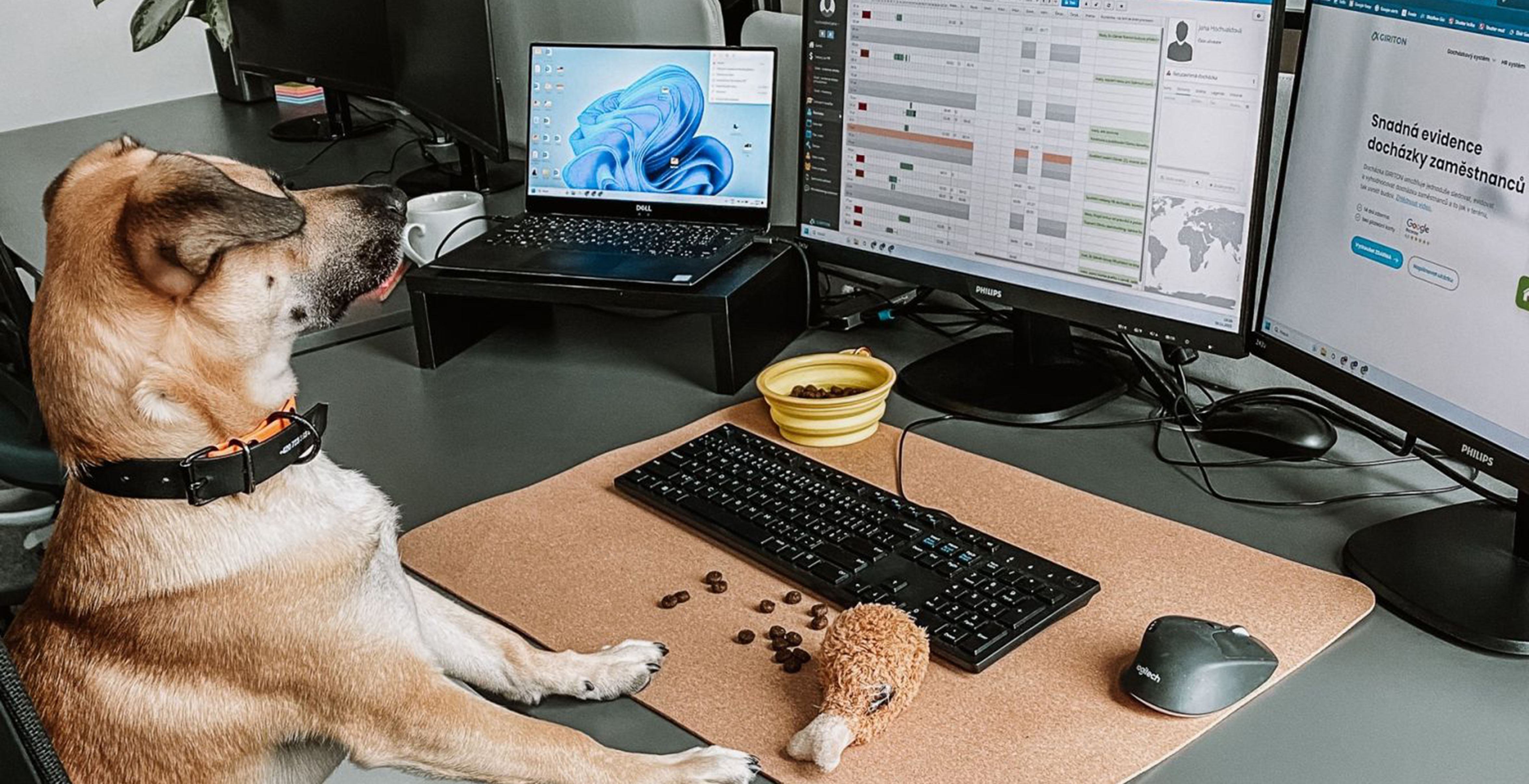 Když čtyřnozí spolupracovníci zlepšují atmosféru: 10 Přínosů Pet Friendly kanceláře