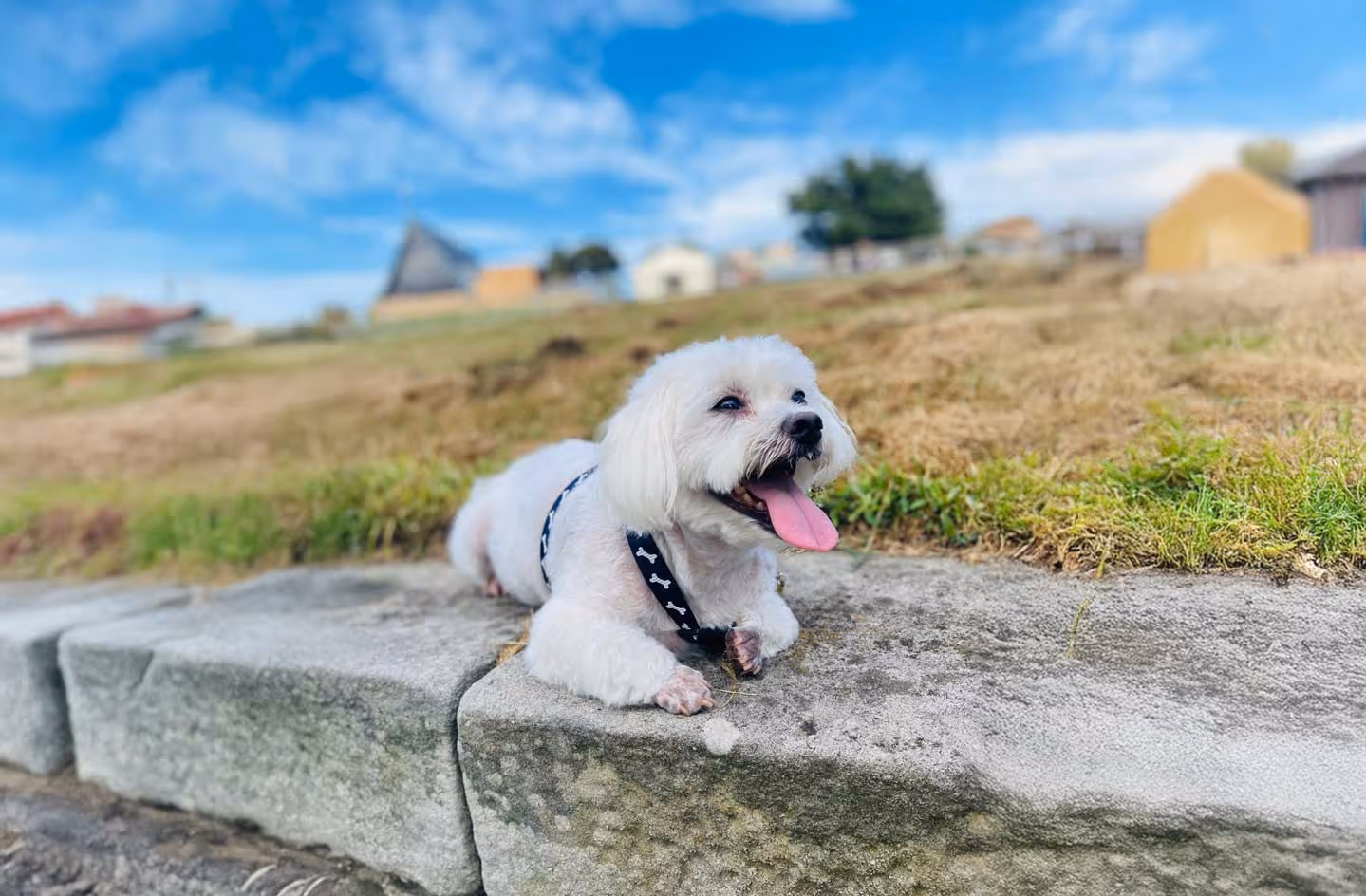Small white dog with a black harness panting and lying on a stone ledge in a grassy outdoor area under a blue sky.