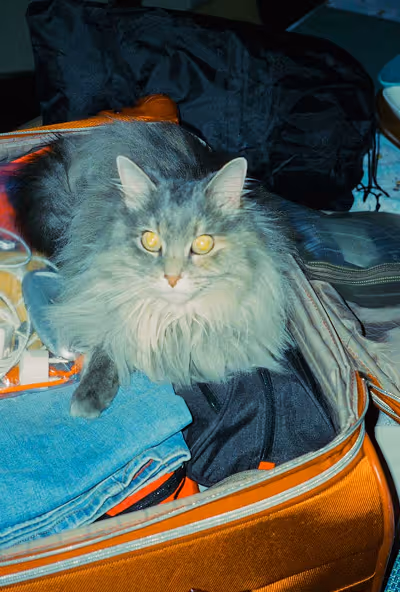 Fluffy gray cat with yellow eyes lying inside an orange open suitcase among folded clothes.
