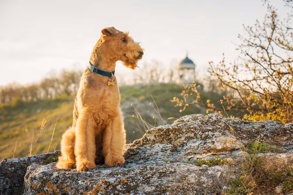 dog photo