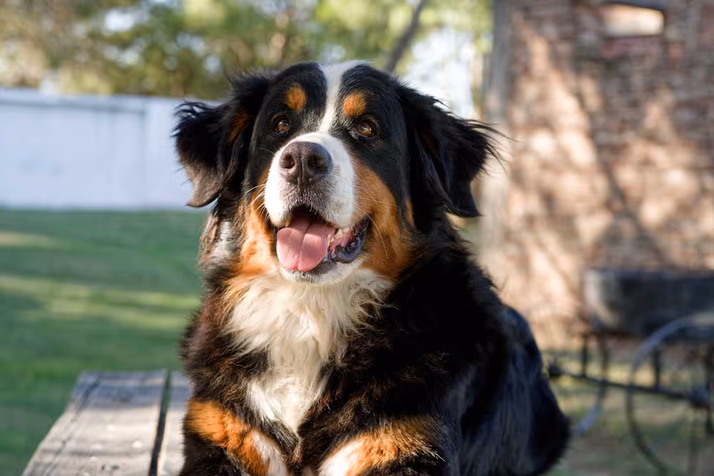 dog photo