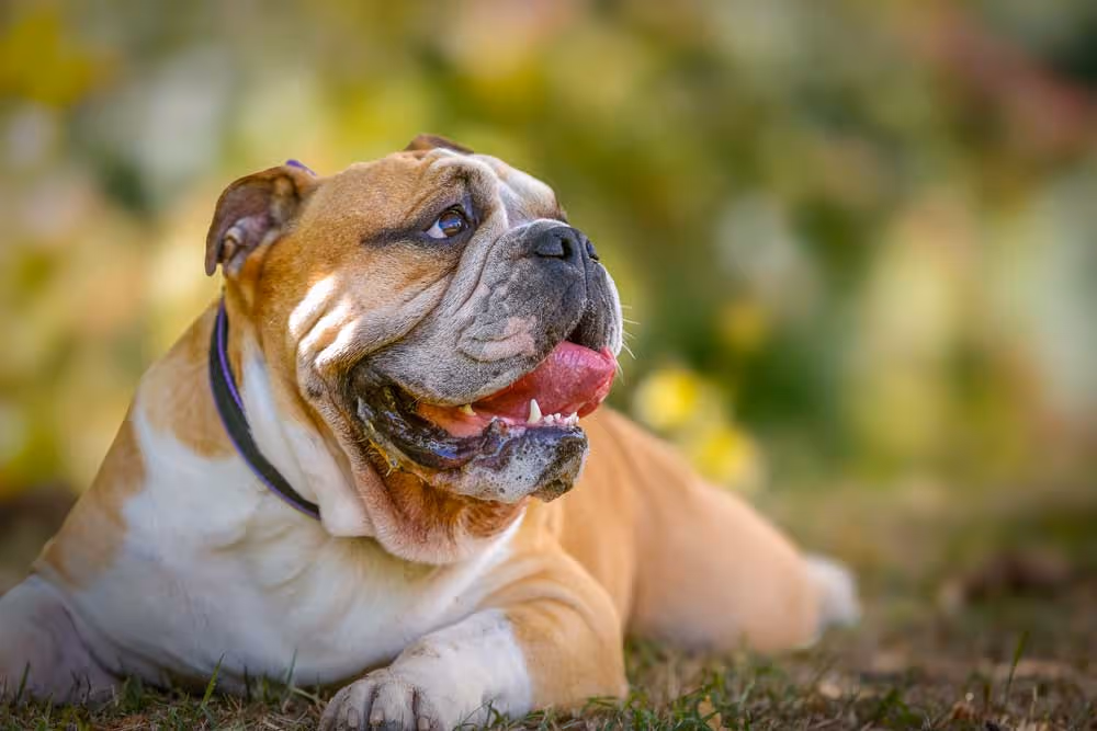dog photo