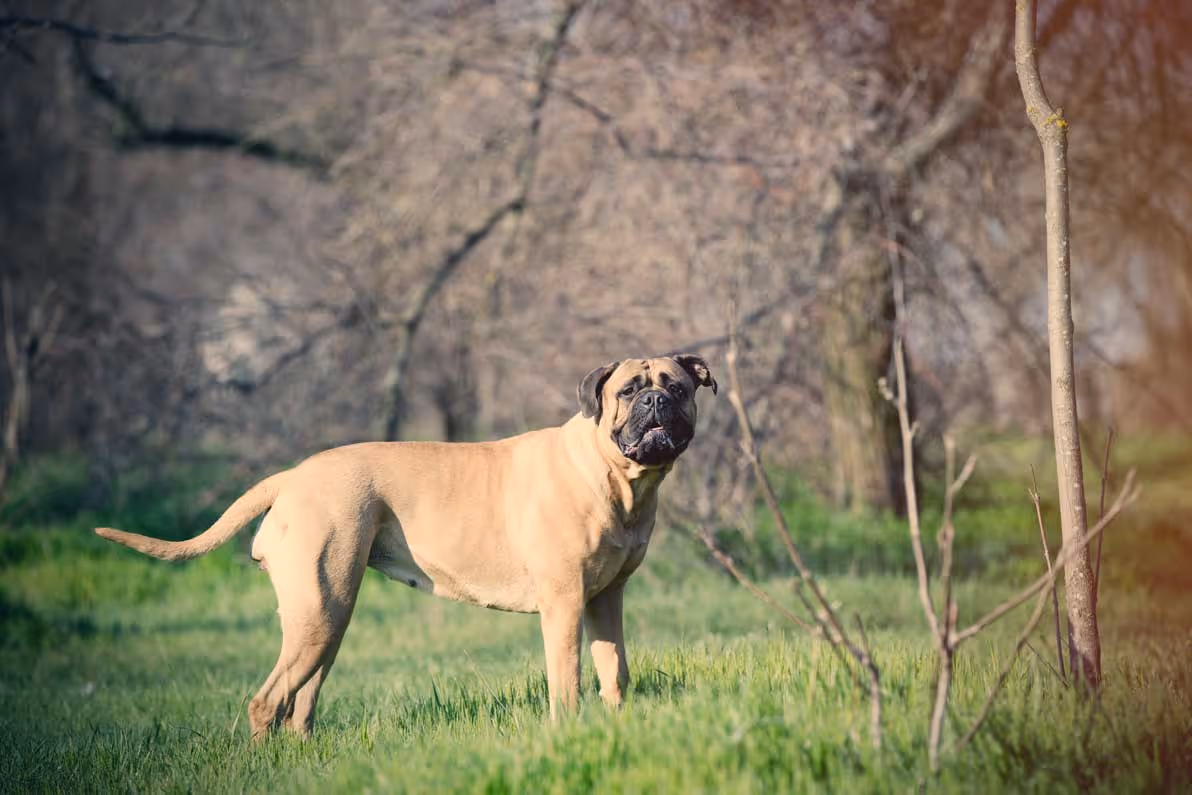 dog photo