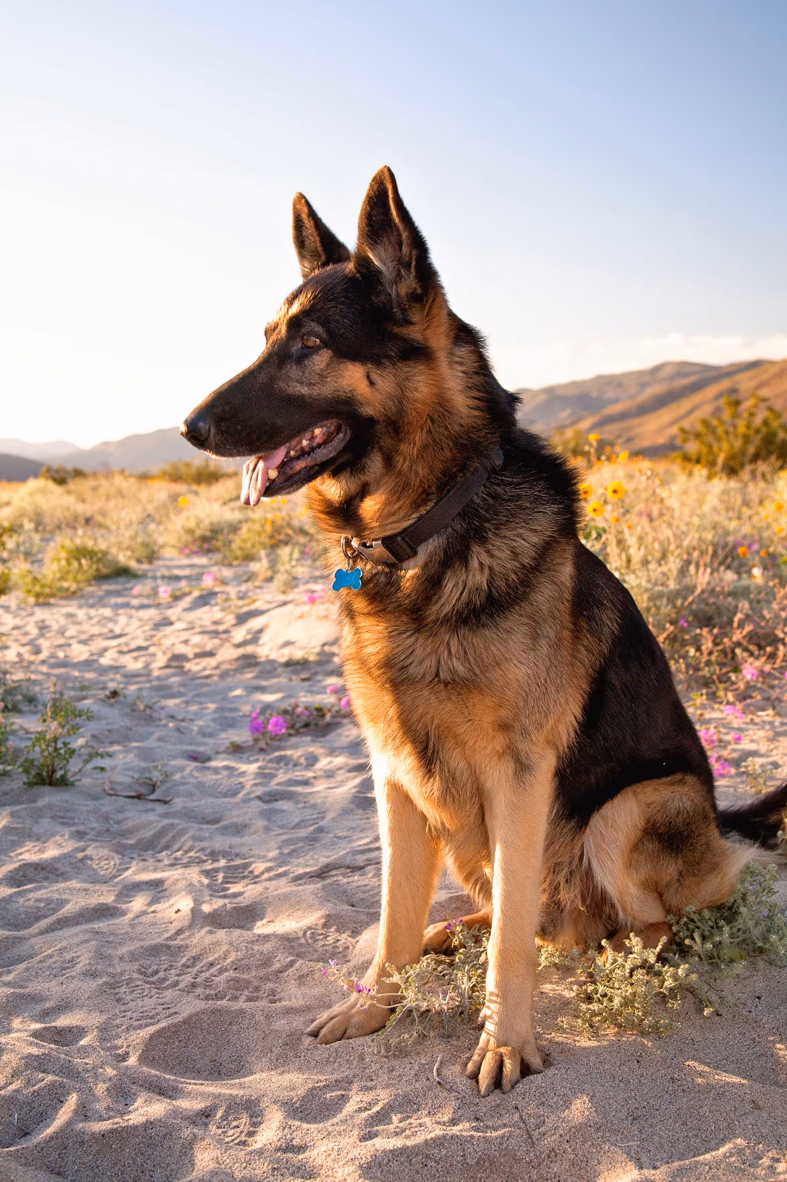 German Shepherd dog sitting on sandy ground with wildflowers and mountains in the background at sunset.
