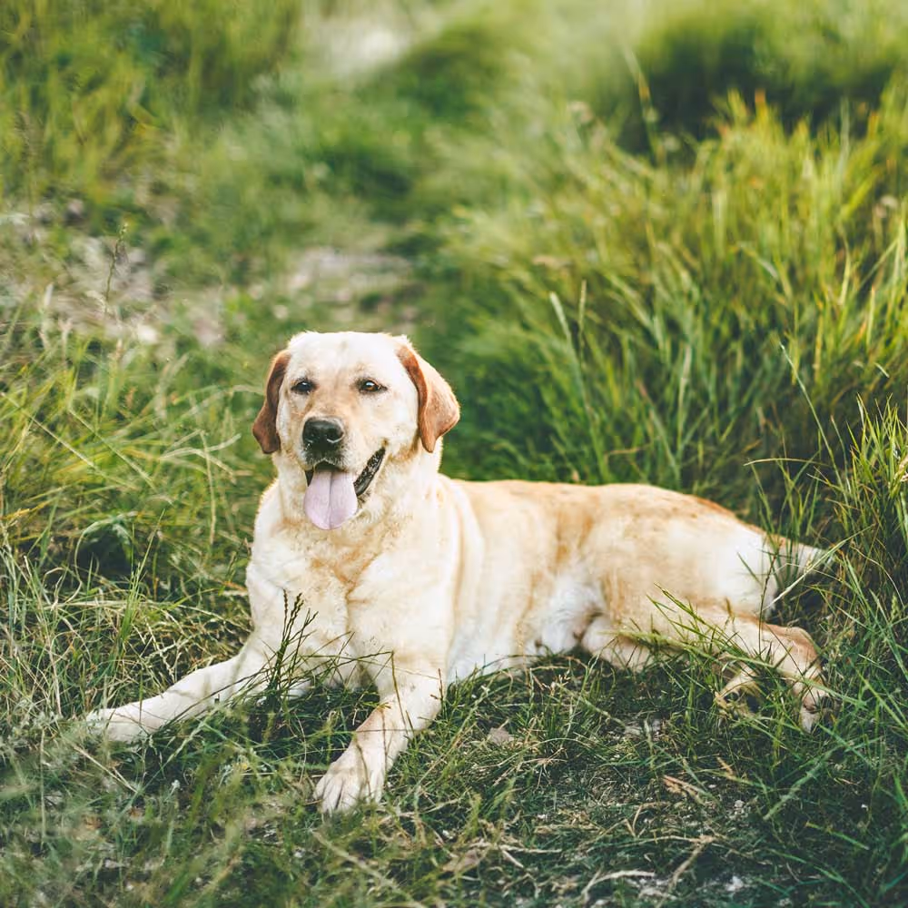 Yellow Labrador retriever lying on a grassy patch with its tongue out.