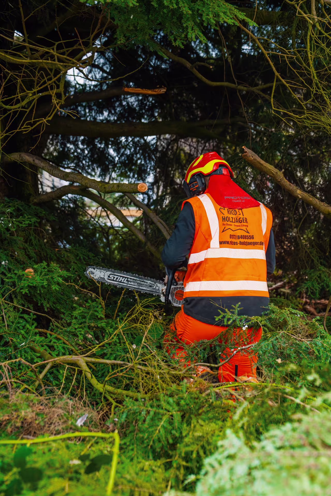 Baumpfleger mit Warnweste und Helm schneidet Äste mit Motorsäge in dichtem Wald.