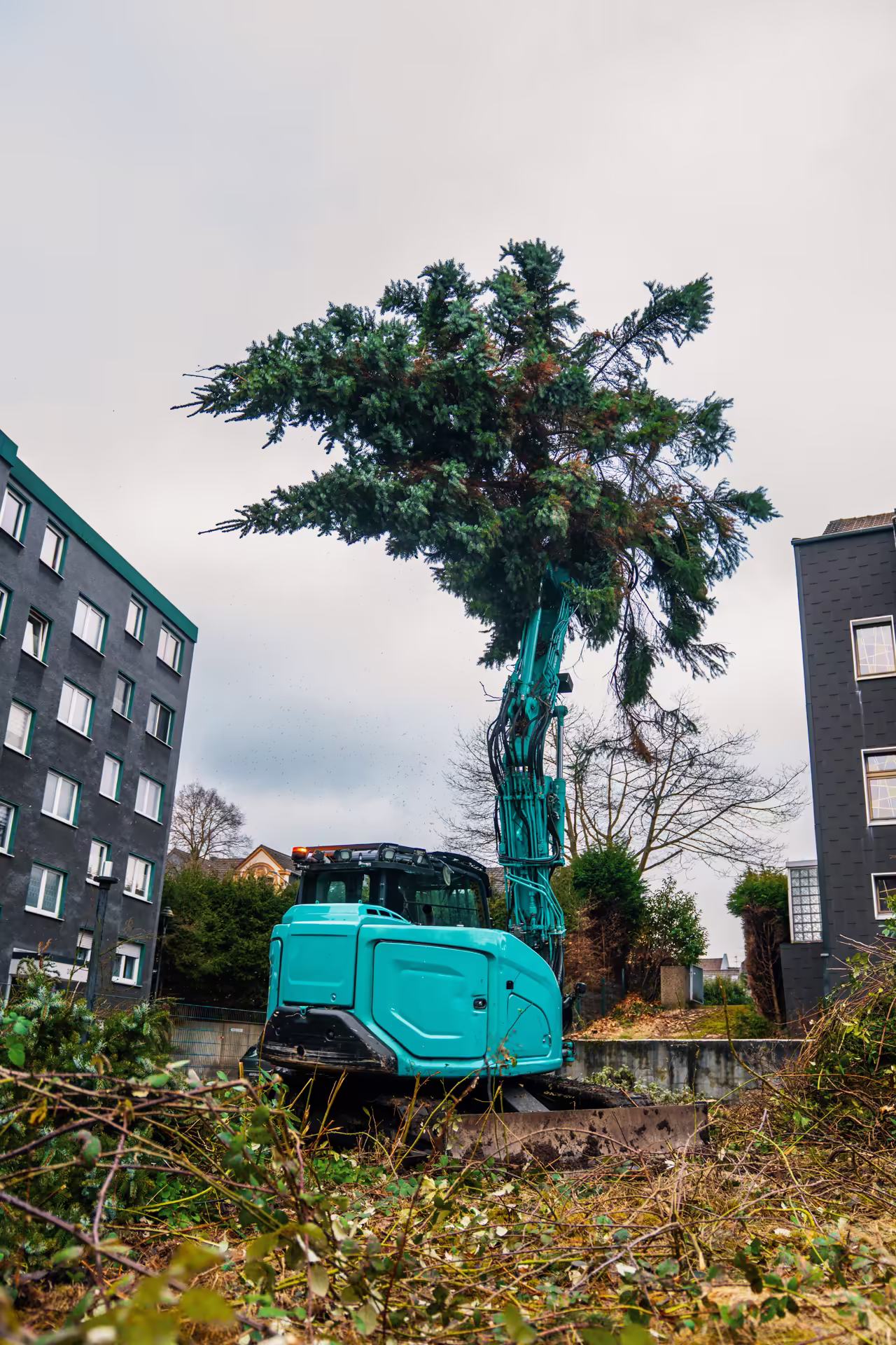 Bagger hebt großen Baum in einer städtischen Baustelle zwischen Gebäuden mit bewölktem Himmel.