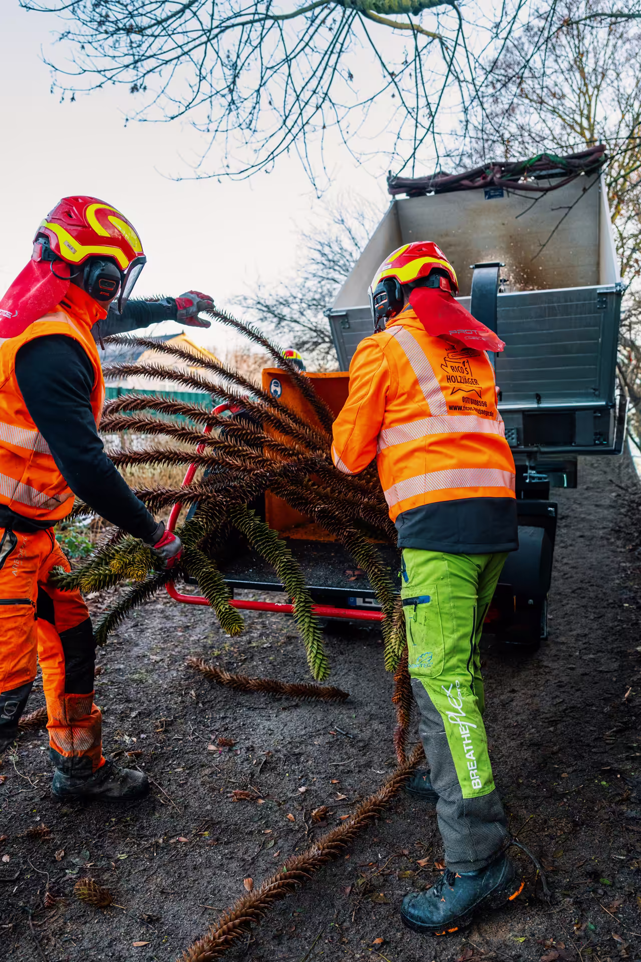 Zwei Arbeiter in Schutzkleidung laden große Zweige in eine Maschine zum Zerkleinern von Holz.