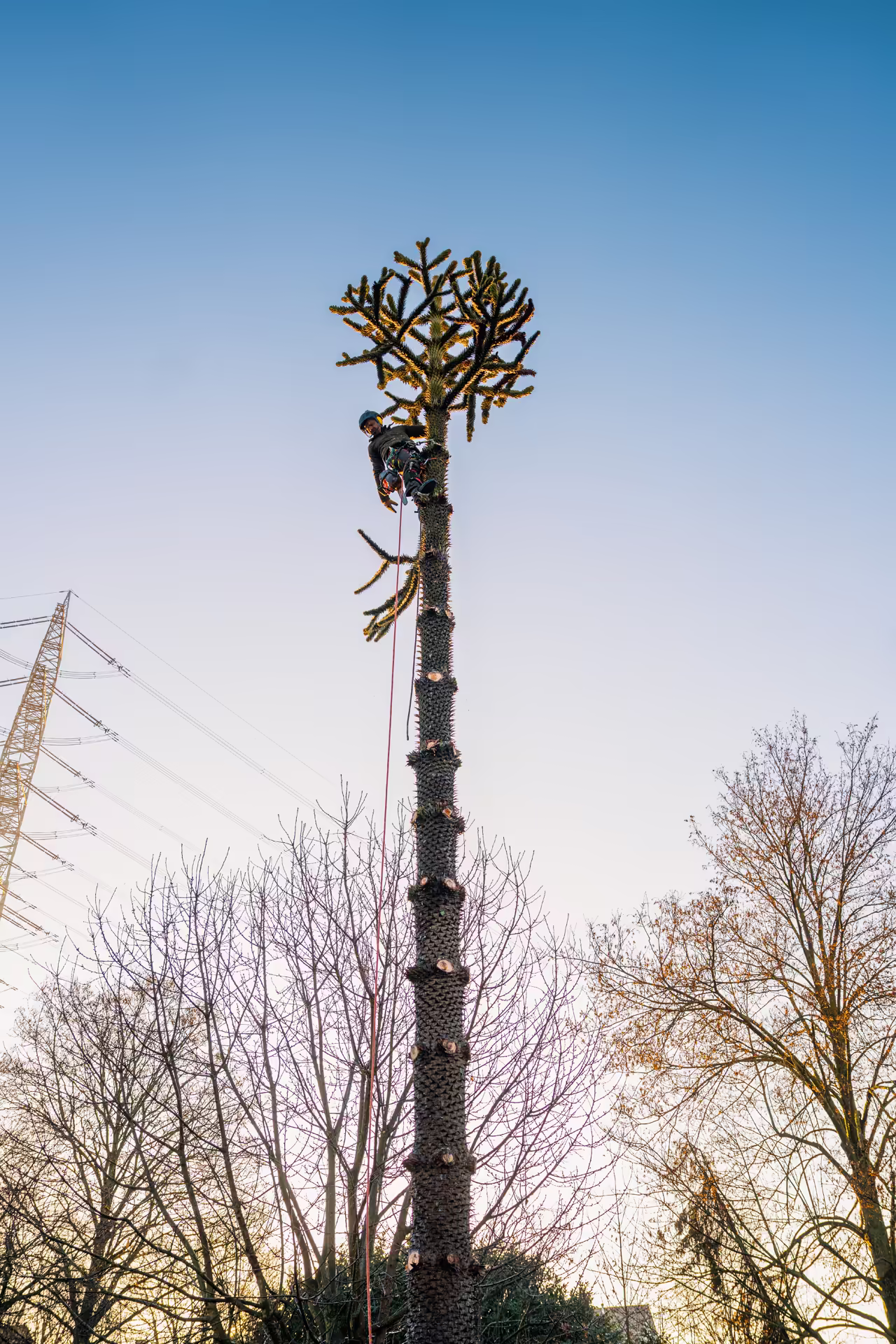 Baumpfleger schneidet die Äste eines hohen Affenbrotbaums bei klarem Himmel.