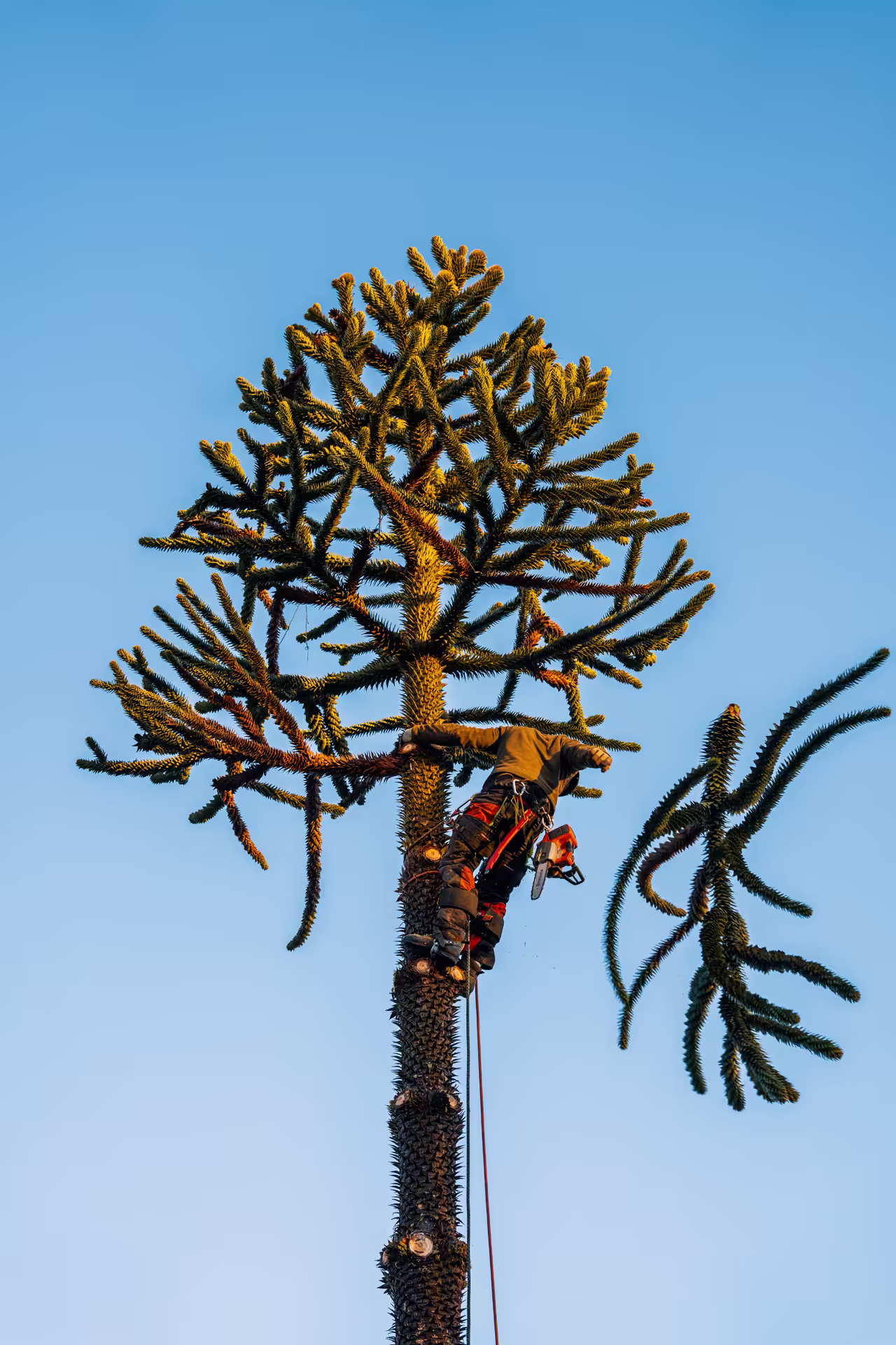 bodenleger-experten-rendsburg Ein Baumfäller entfernt oben am Baum Äste mit einer Kettensäge bei klarem Himmel.