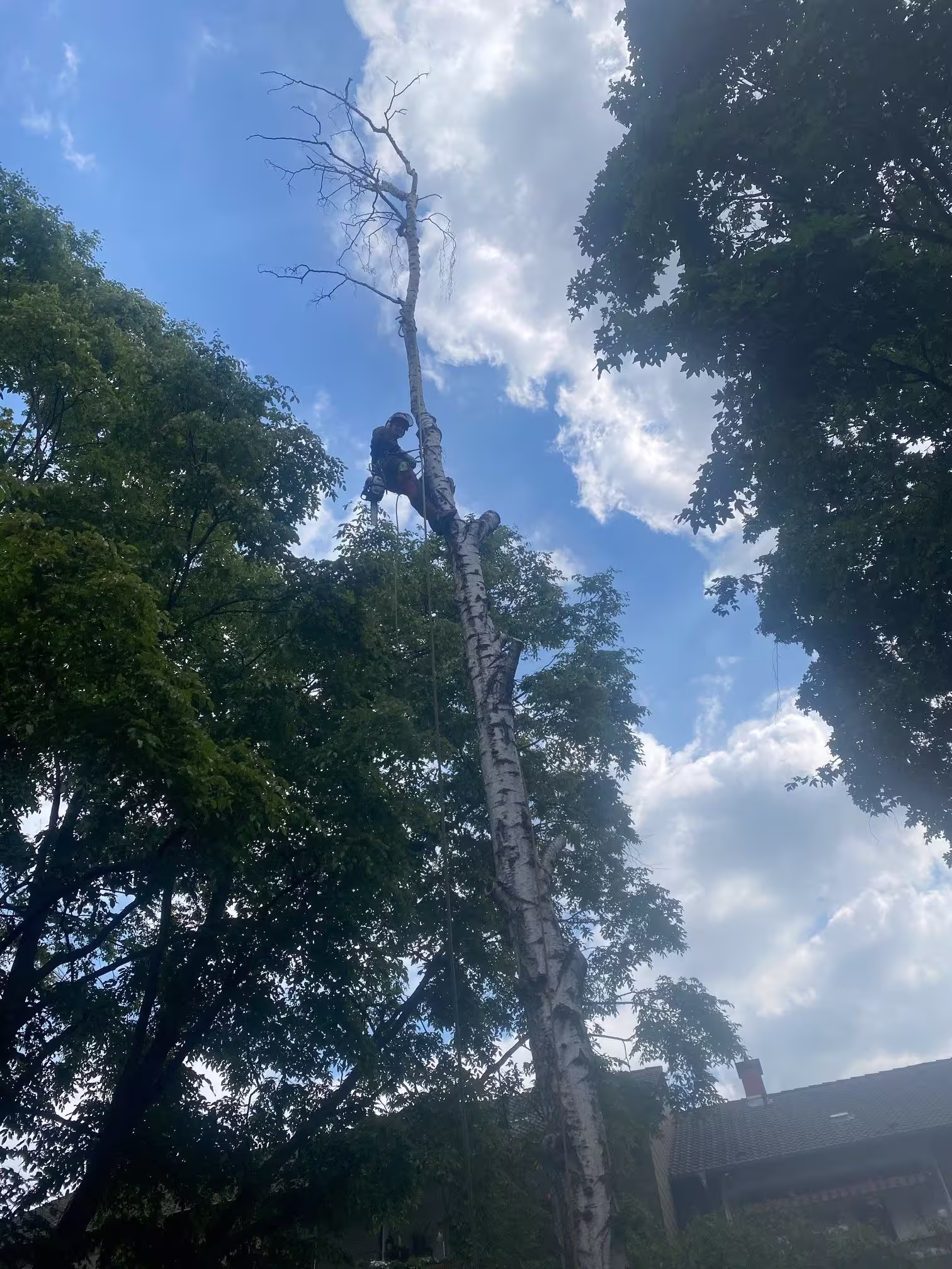 Baumpfleger klettert auf hohen Baumstamm neben grünen Laubbäumen bei blauem Himmel in Essen