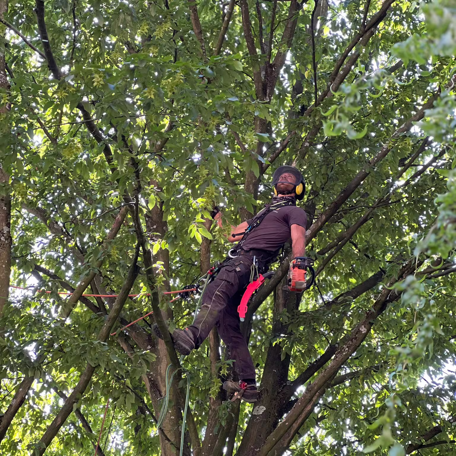 Baumpfleger mit Schutzhelm und Motorsäge klettert gesichert an einem grünen Baum.