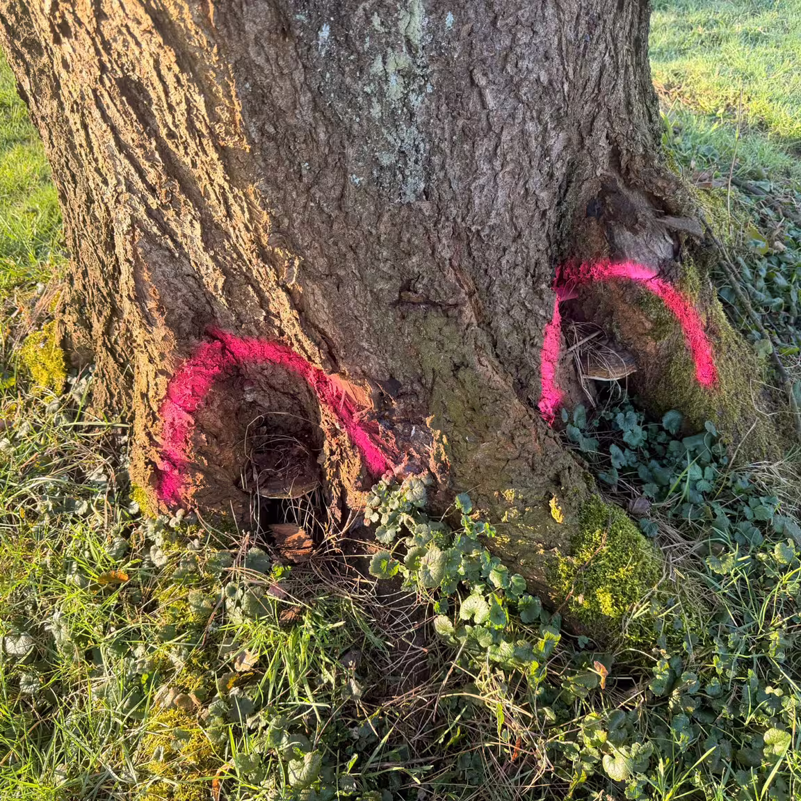 Baumstamm mit zwei hohlen Stellen, die mit pinken Sprayfarben markiert sind, umgeben von Gras.