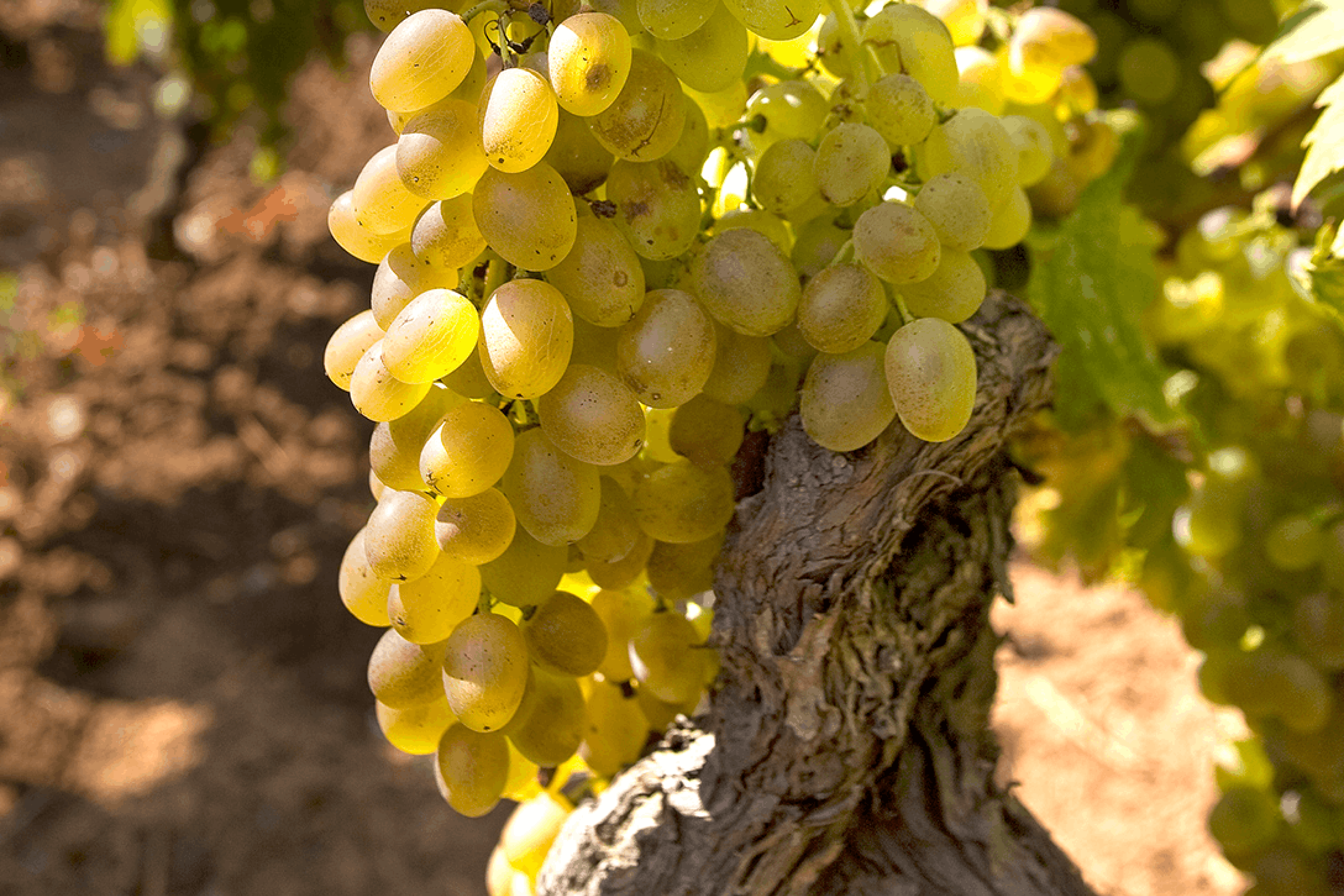Pošip variety of grape
