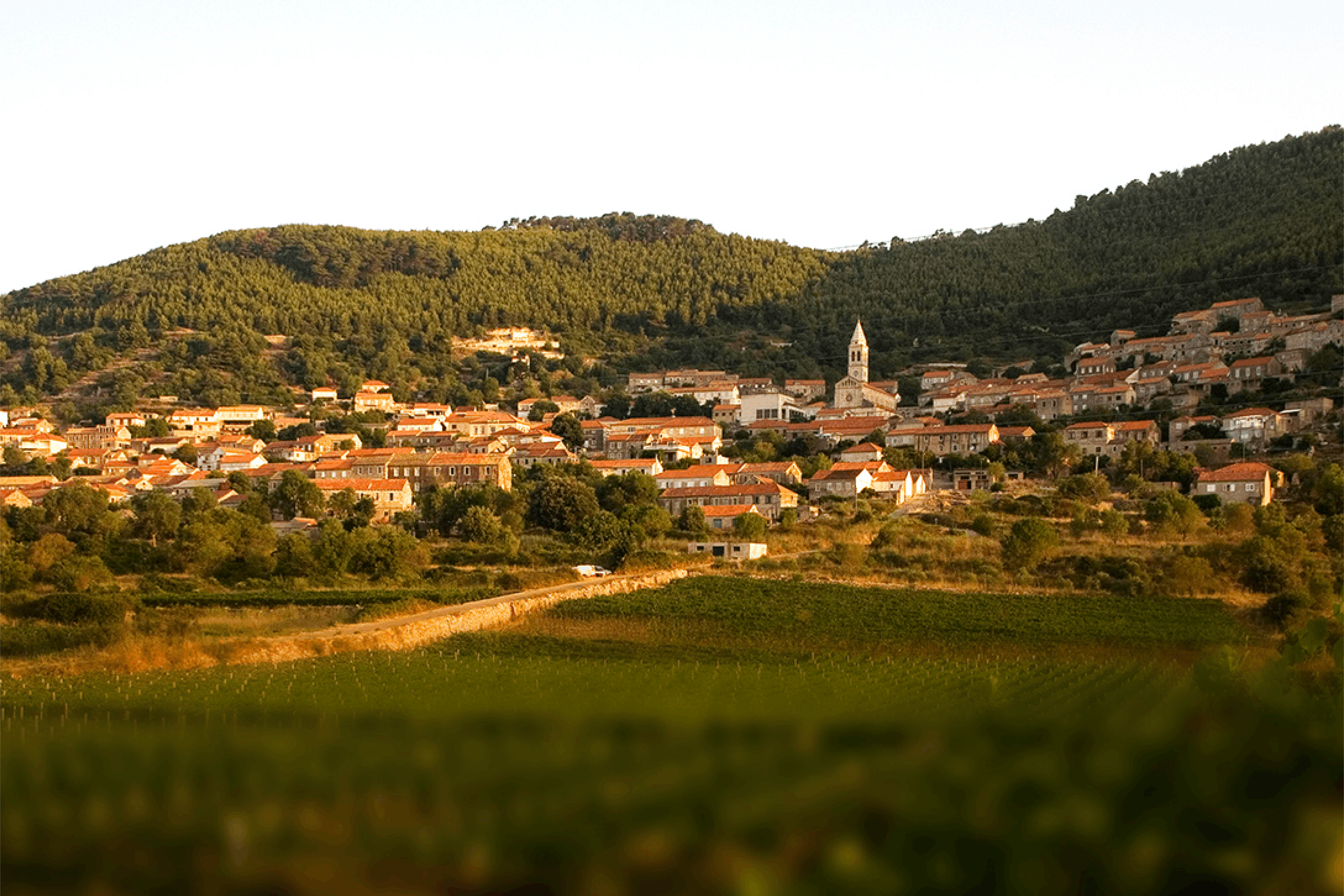 Vineyards surrounding the village of Smokvica where Merga Victa Pošip is produced