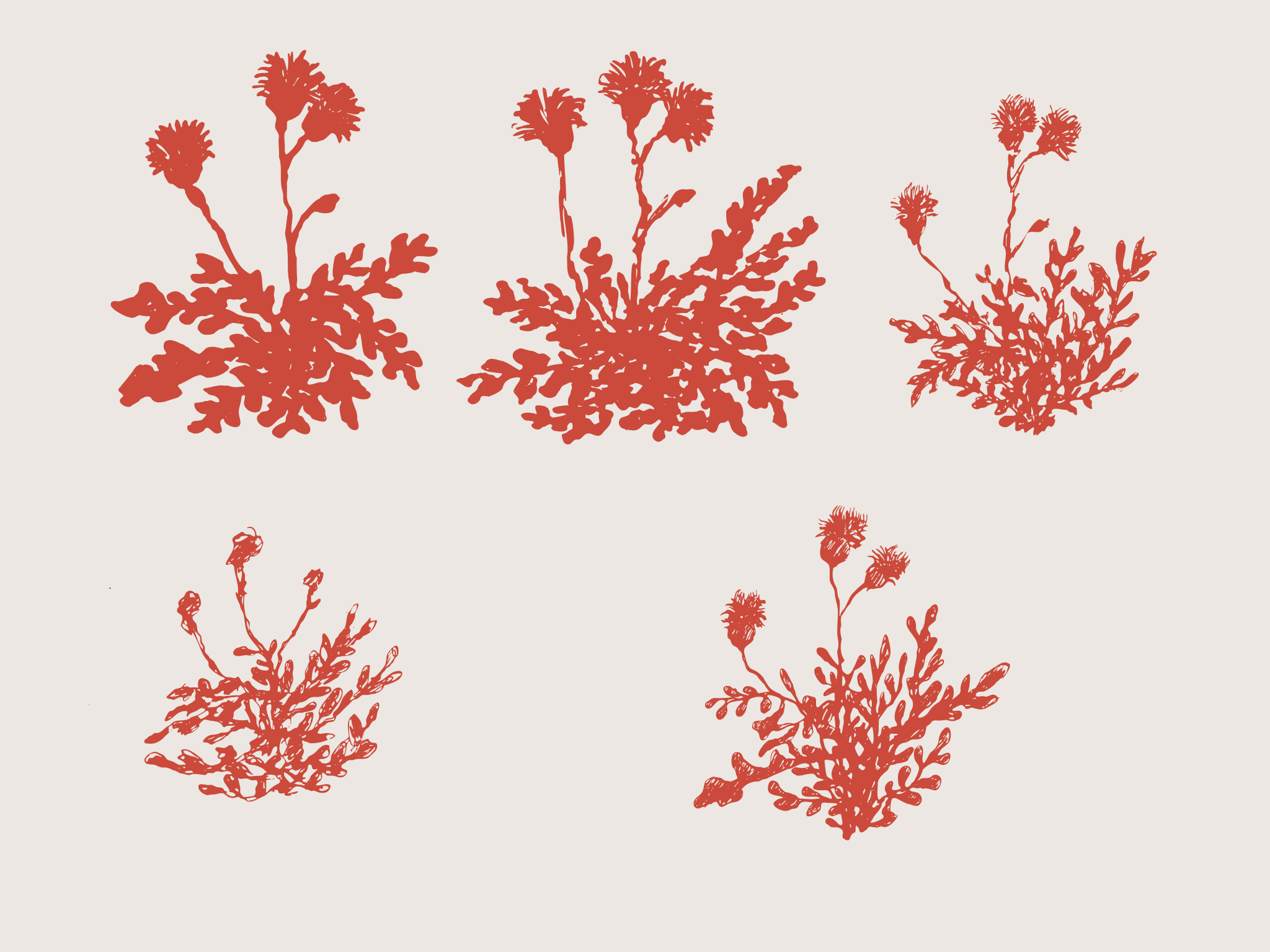 Fabulart's custom illustration of Dubrovnik rock samphire