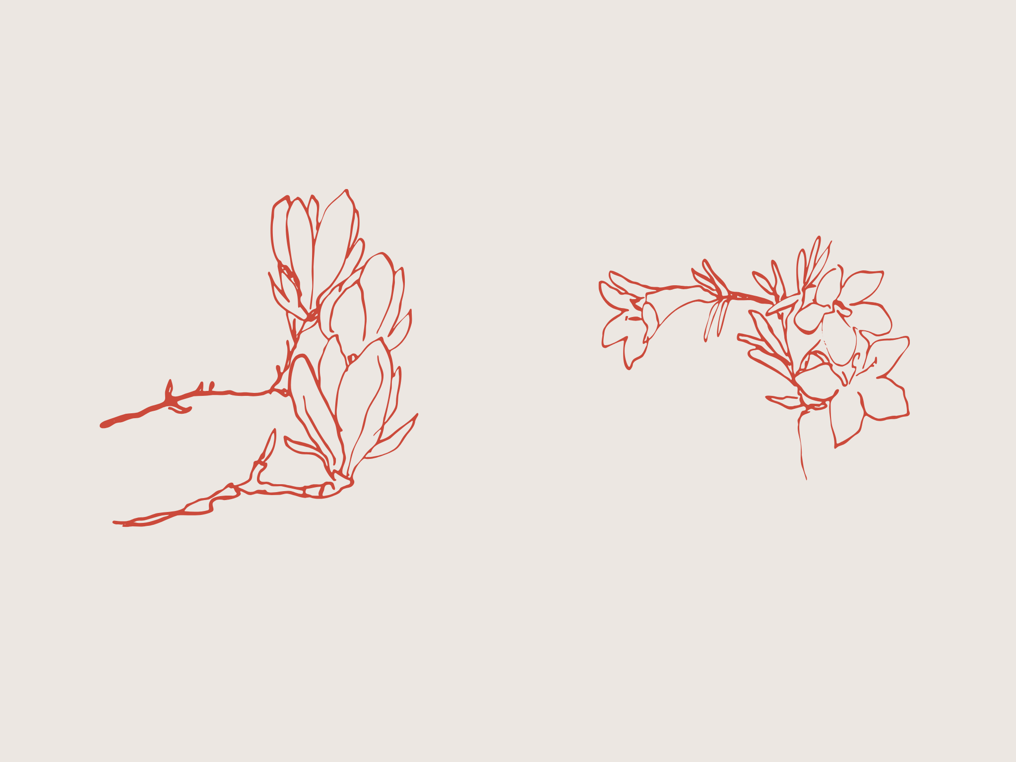 Fabulart's custom illustration of magnolia and abelia