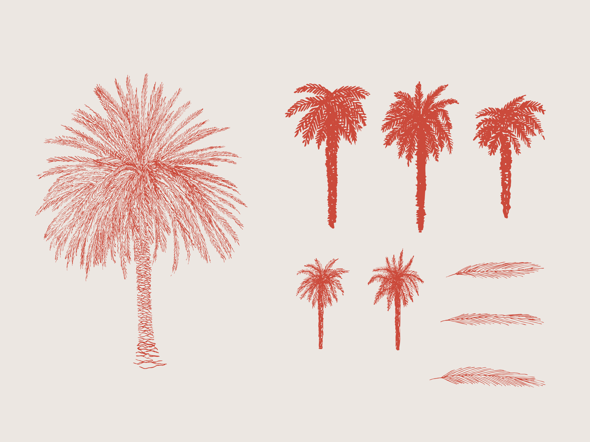 Fabulart's custom illustration of Canary Island date palm, Heritage Hotel Zagreb in Dubrovnik