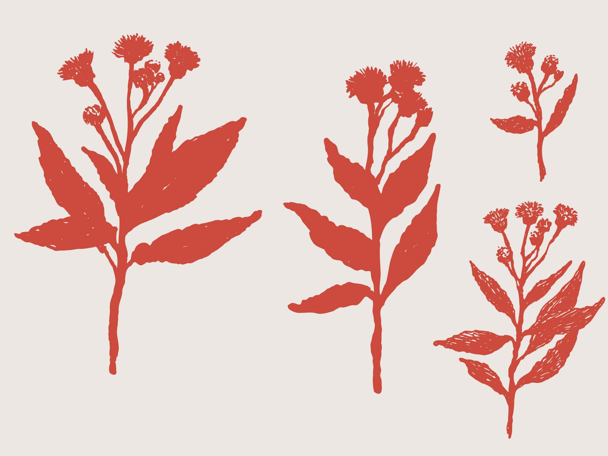 Fabulart's custom illustration of hog fennel, Heritage Hotel Zagreb