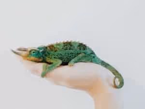 chameleon in someone's hand on white background