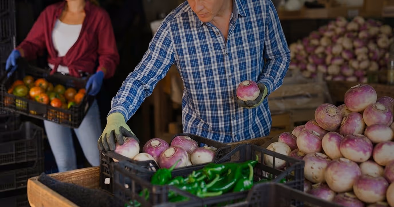 Man wearing gloves and a blue plaid shirt sorting turnips into a crate with green peppers, while a woman in the background carries a crate of tomatoes.