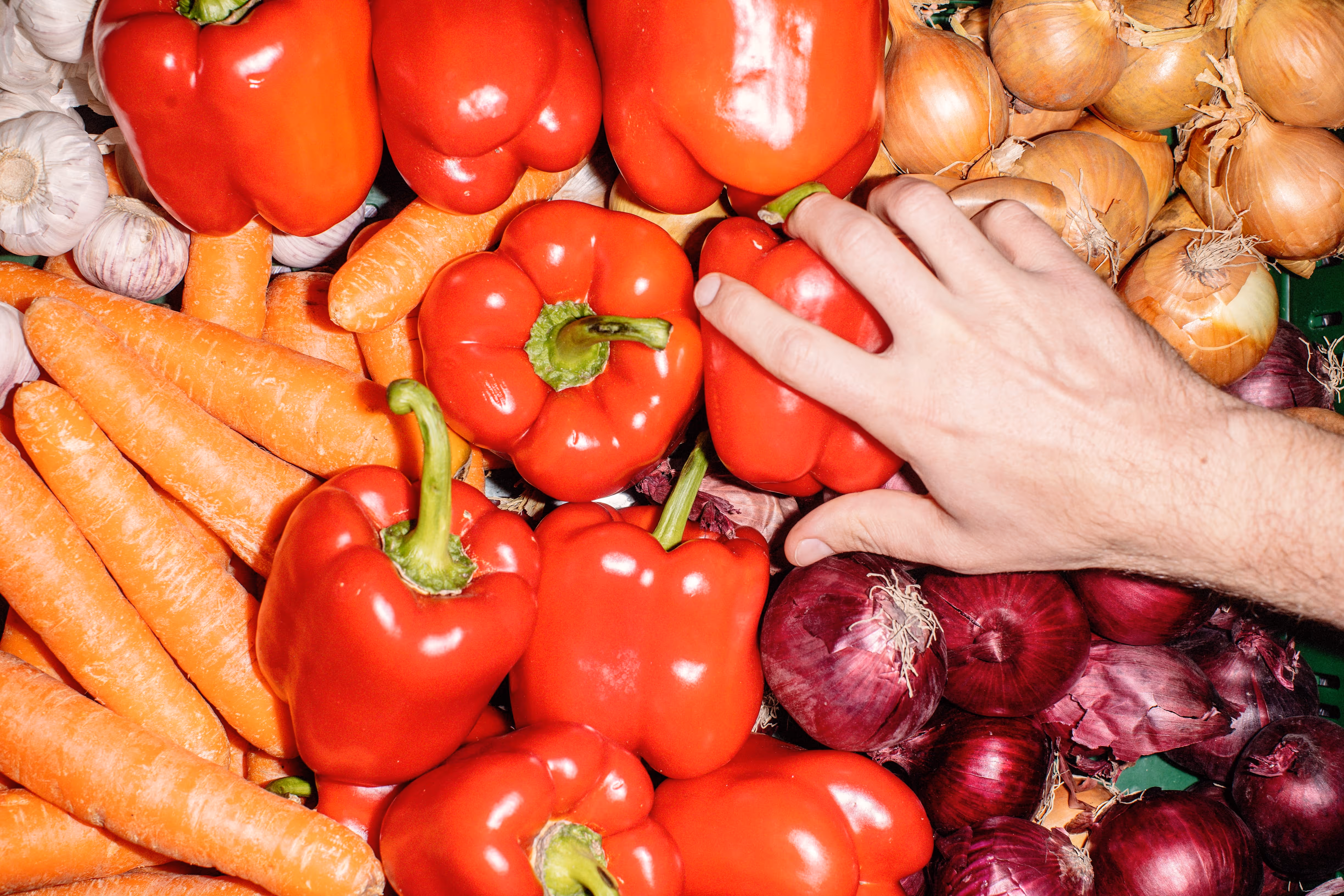 Hand picking a red bell pepper among carrots, garlic, yellow onions, and red onions.