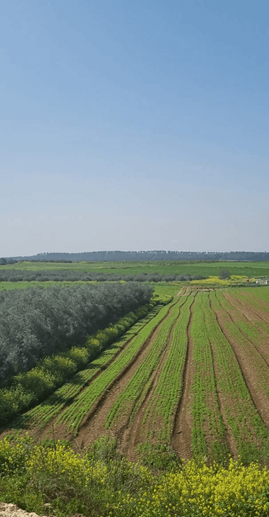 Farmland with rows of green crops, trees on the left, and yellow wildflowers in the foreground under blue sky.