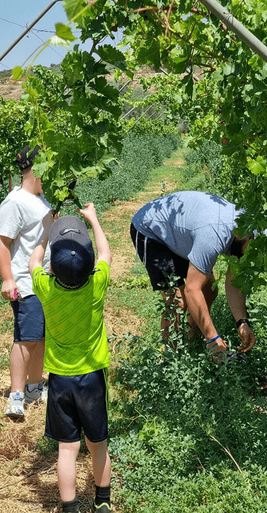 Three people picking grapes in a vineyard under green grapevines on a sunny day.
