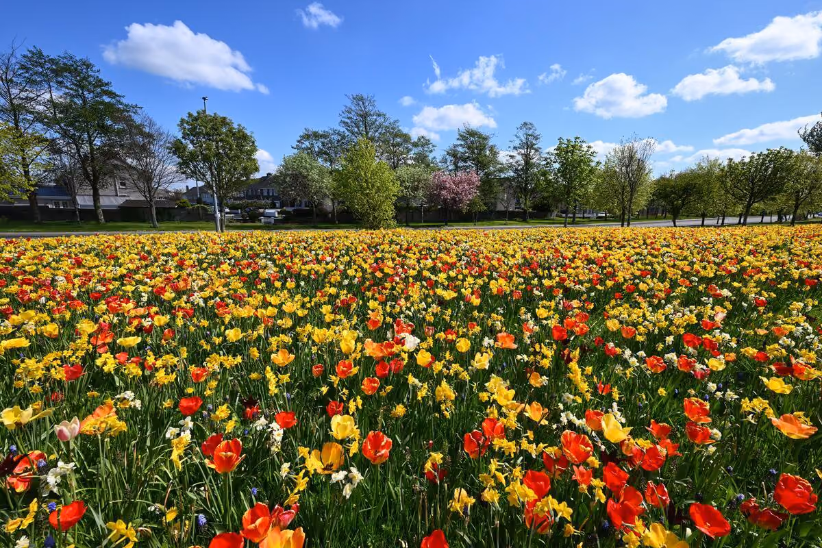 Weites Feld mit gelben und roten Frühlingsblumen unter blauem Himmel und Bäumen im Hintergrund.