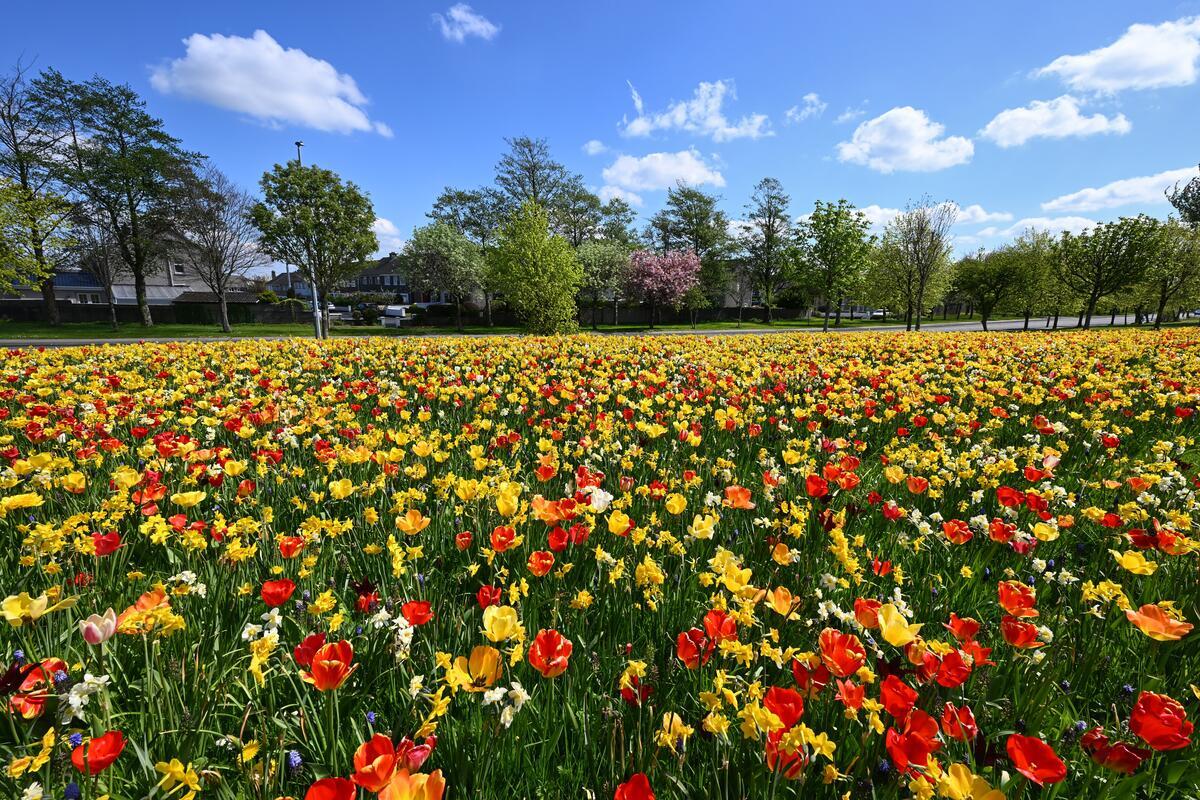 Weites Feld mit gelben und roten Frühlingsblumen unter blauem Himmel und Bäumen im Hintergrund.