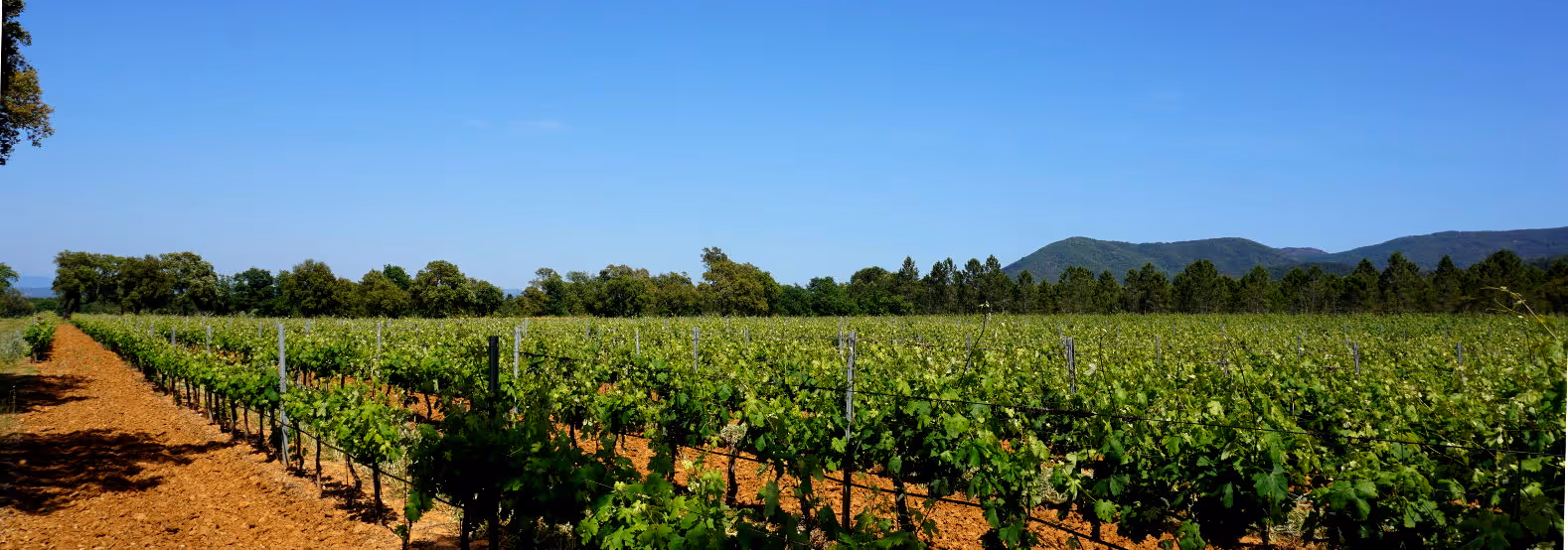 Vignes ensoleillées