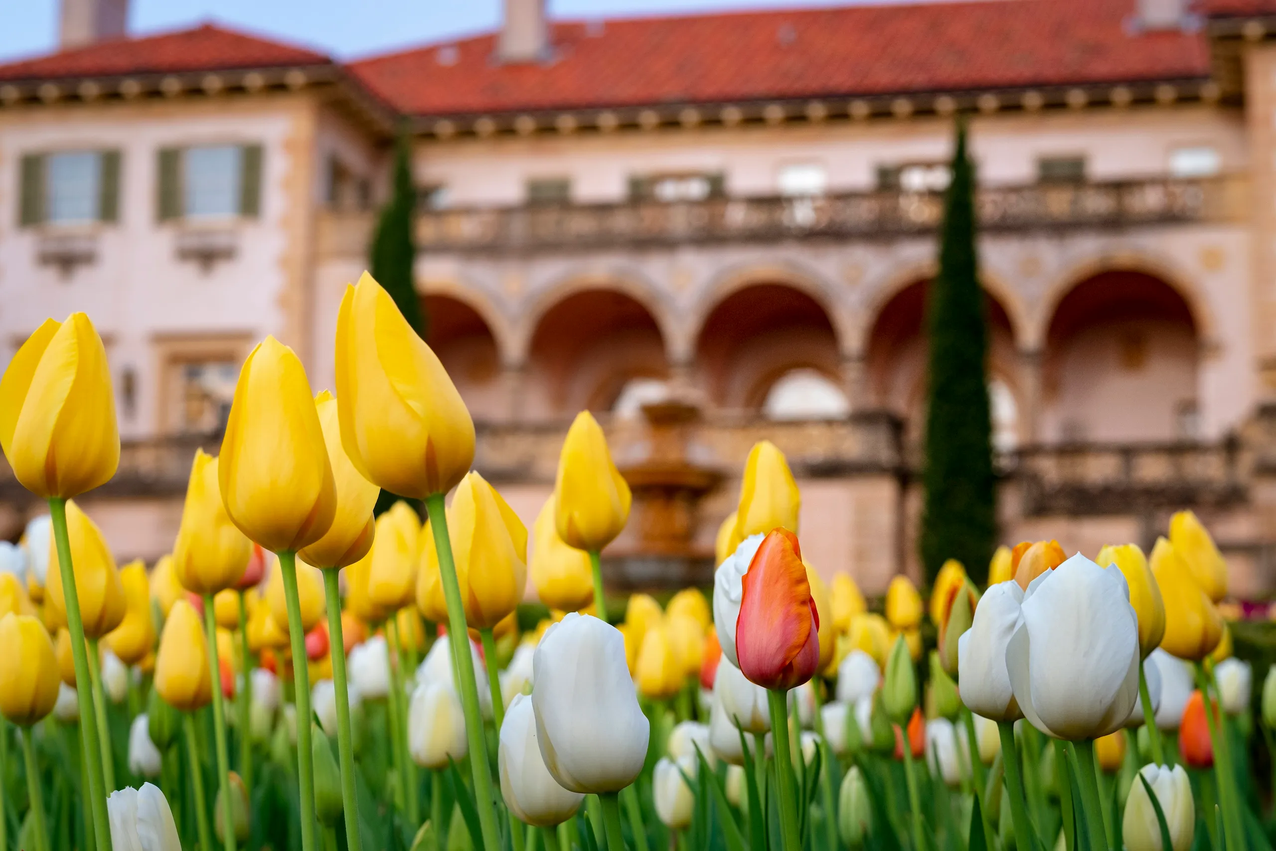 Yellow, white, and orange tulips blooming in a garden with a historic building and fountain in the background.