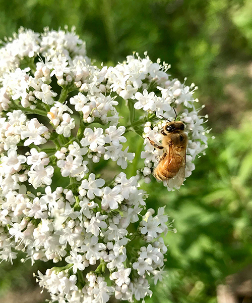 advantages of doing business with a B Corp