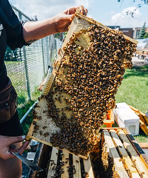 comment le miel est fait