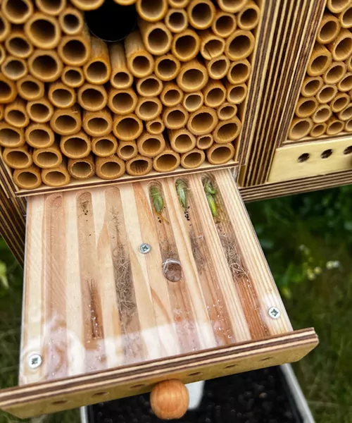 abeilles pour bâtiments commerciaux