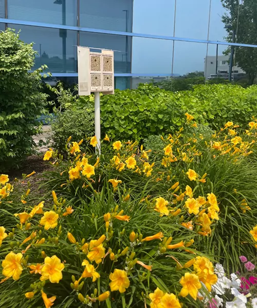 abeilles pour bâtiments commerciaux