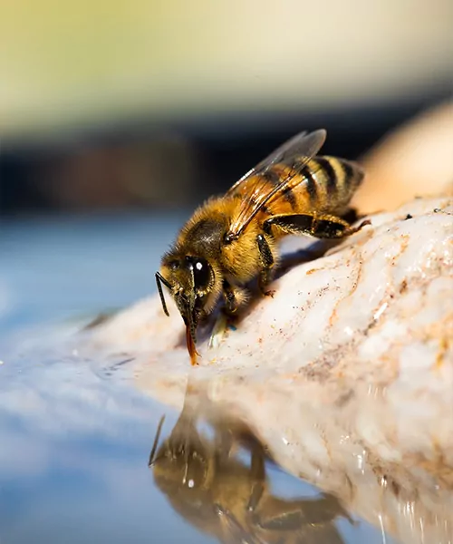 Une apicultrice d'Alvéole montre un cadre d'abeilles mellifères à un groupe de personnes lors d'un atelier. perte des colonies d'abeilles